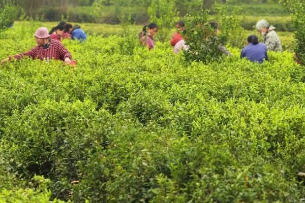 春茶的生产管理技术，提高产量产值是增收的关键