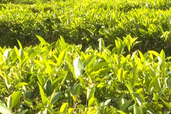 春茶的生产管理技术，提高产量产值是增收的关键