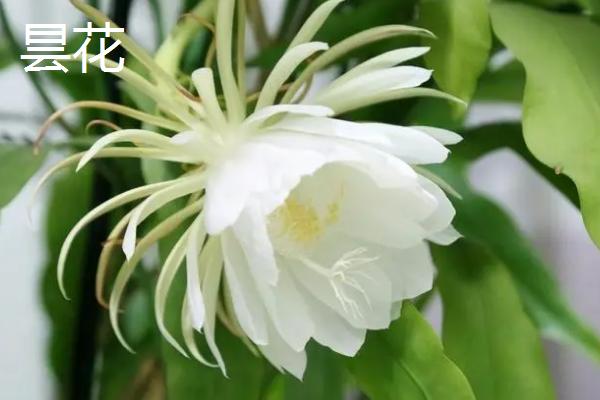 令箭荷花能吃吗，属于附生类仙人掌植物