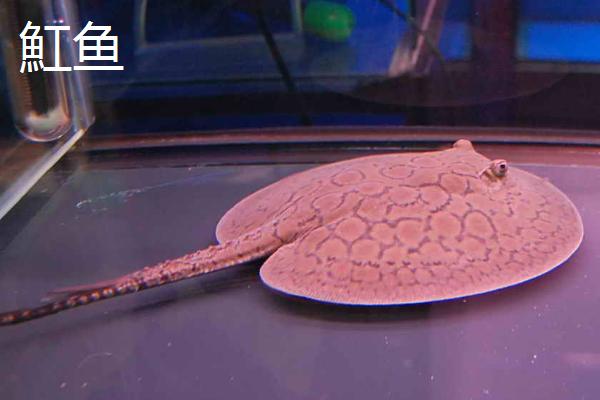 金龙鱼适合混养吗，不适合和小型鱼混养