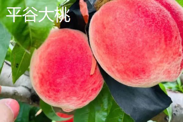 好吃的桃子品种推荐，是夏、秋季节的水果