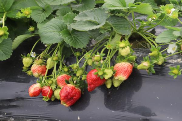 草莓高产品种，大棚栽培可达到3000斤左右