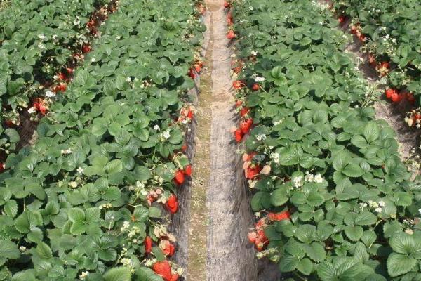 草莓高产品种，大棚栽培可达到3000斤左右