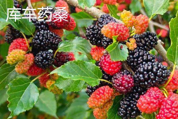 阿克苏市的特产，是中国重要的优质棉生产基地