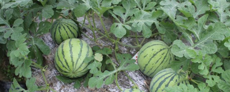 无籽西瓜高效种植方法，播种后要注意盖膜增温