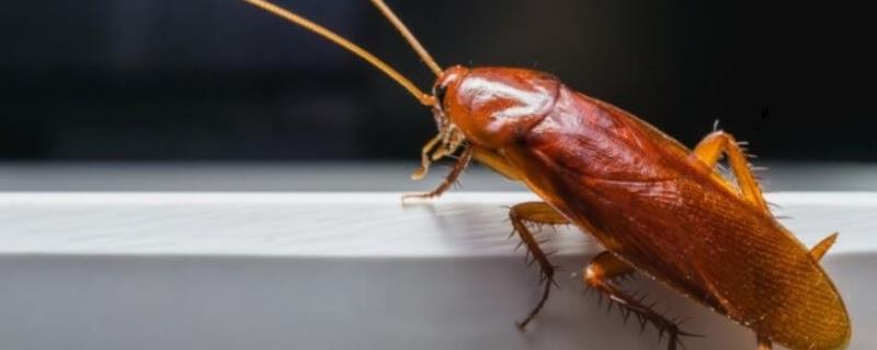 为何将蟑螂称为小强，原因是它们的生命力极强