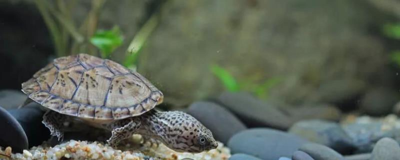麝香龟的寿命，通常可存活15-25年左右