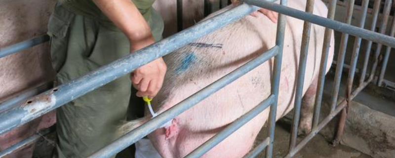 如何正确对母猪人工配种，需挑选体质健壮的公猪提取精液