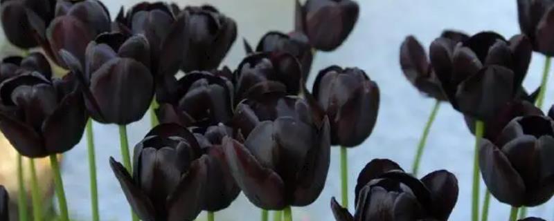 黑色花很少见的原因，在光照下难以存活