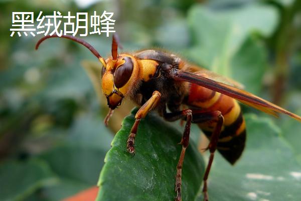 地雷蜂是什么品种，属于大型胡蜂的俗称