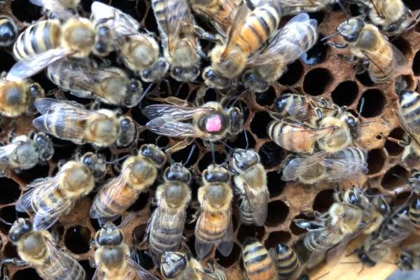 意蜂怎样春繁，是全年养蜂生产的关键环节
