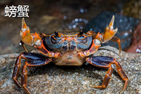 花蟹和螃蟹的区别，螃蟹是蟹类总称