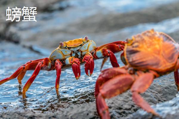 花蟹和螃蟹的区别，螃蟹是蟹类总称