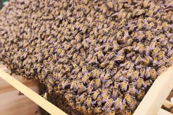 新手养蜂知识，养蜂一件“甜蜜”的事业