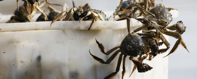 刚死亡的螃蟹能不能食用，决定性因素和温度有关