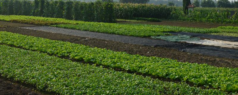 农民致富项目，天然蔬菜受到消费者的欢迎