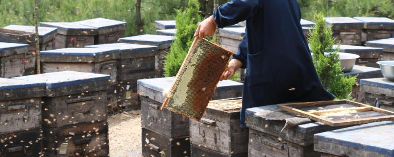 我国哪些地方有较多的养蜂人，四川的养蜂总数为全国第一