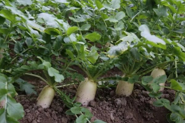 什么蔬菜可以在8月中旬种植，菠菜经过2个月即可成熟
