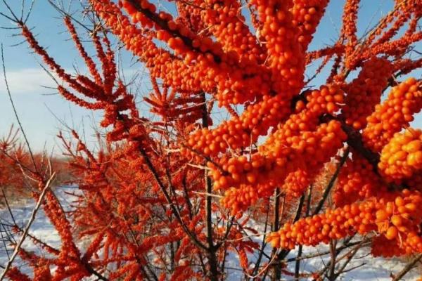 种植沙棘要注意什么，种植地出现积水会导致根系腐烂