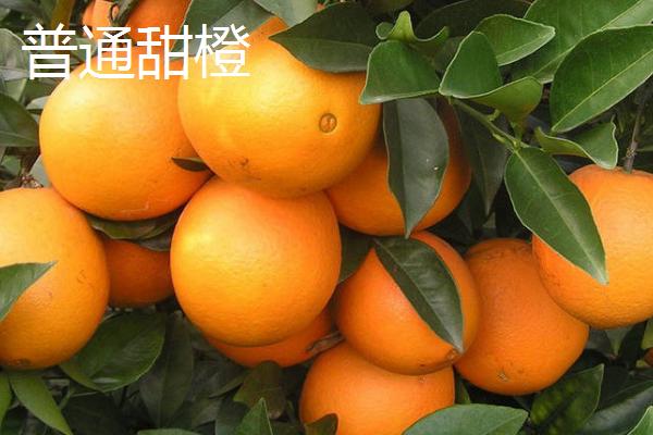 橙子和橘子有什么区别，橙子表皮光滑且厚