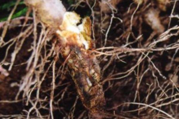 柴胡根腐病，是影响柴胡产量和品质主要因素之一