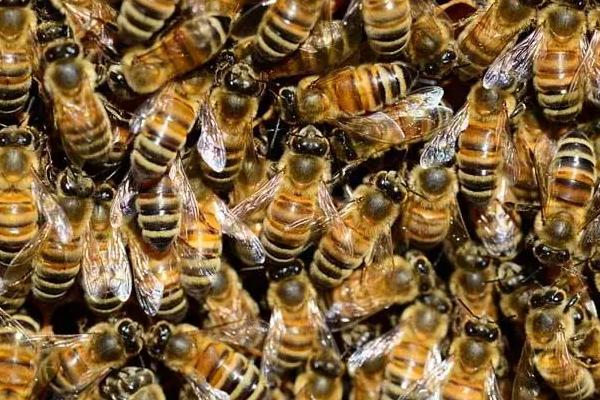 蜜蜂分蜂前的征兆，一般在2月初开始分蜂