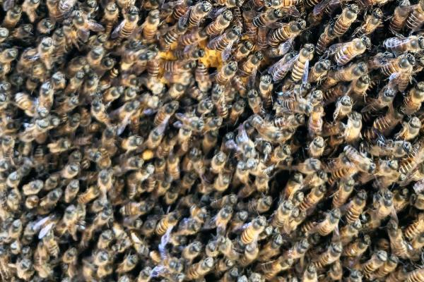 蜜蜂分蜂前的征兆，一般在2月初开始分蜂