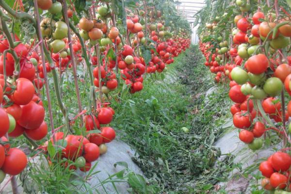 番茄为什么结出窗缝果，氮肥过多会加重窗缝果的发生