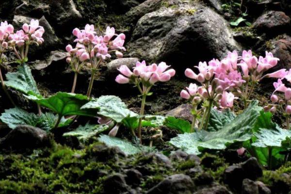露地花卉是什么，种类繁多重点美化园林