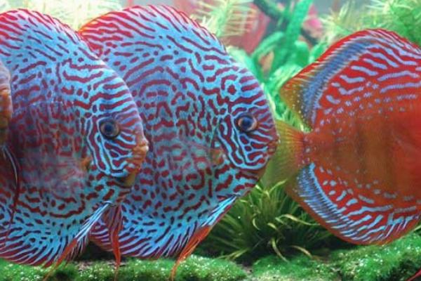 七彩神仙鱼的繁殖技巧，繁殖量和繁殖频率都比较高