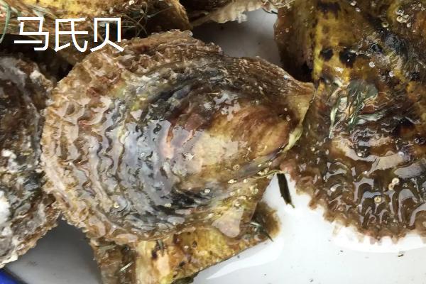 马氏贝的产地，我国沿海地区有分布