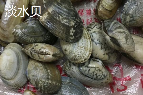 马氏贝的产地，我国沿海地区有分布