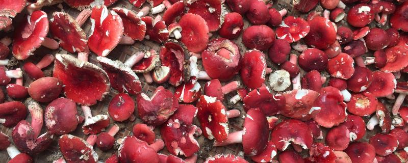 种植红菇要注意什么，温度过高或过低会抑制菌丝生长