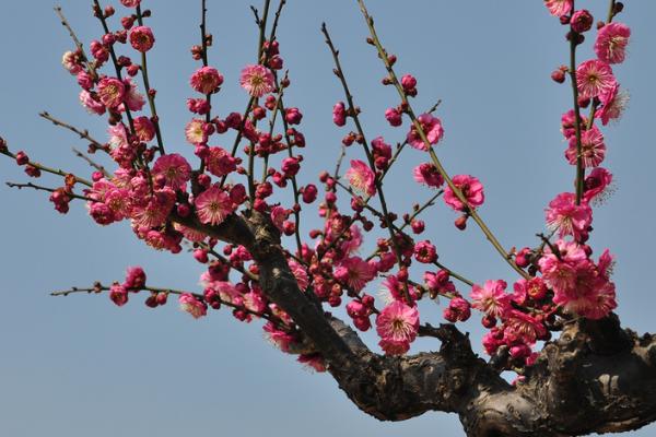 梅花的品质，万物凋零独自盛开