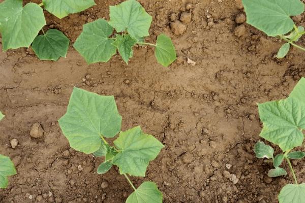 黄瓜生长期水肥管理办法，不同生长阶段对肥水需求不同