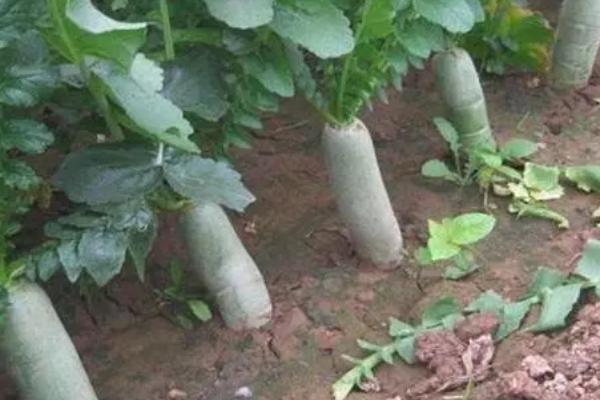 萝卜高产种植方法，适时播种是提高产量的重要因素