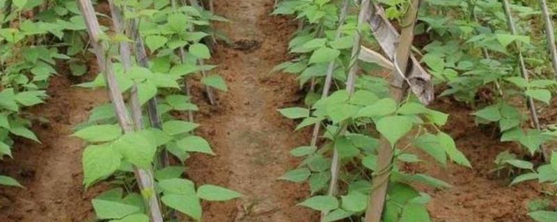 春季适合在露地上种什么菜，阳春3月是韭菜的种植适期