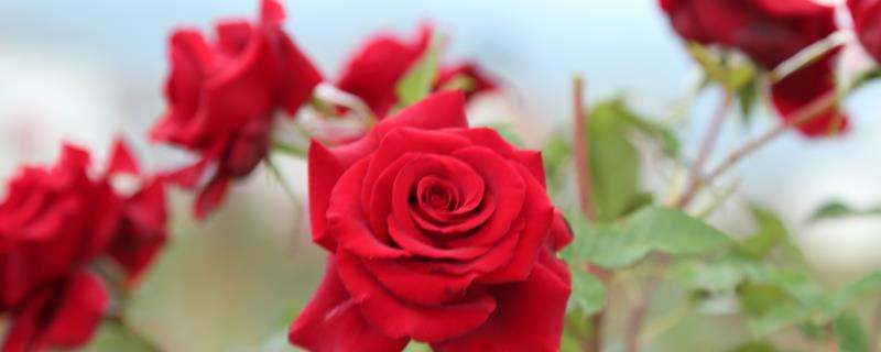 食用玫瑰怎么种植，嫁接繁殖具有较高的成活率