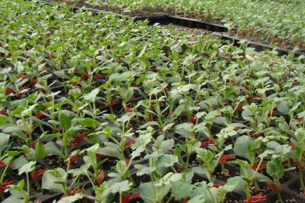 大棚西瓜冬季育苗要点，保温加温是关键