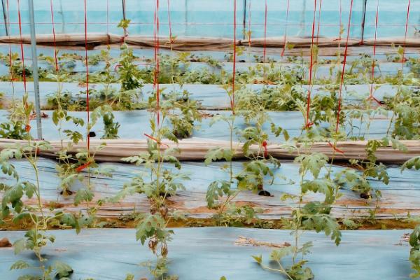 大棚西瓜冬季育苗要点，保温加温是关键