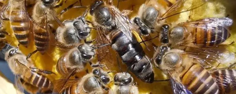 蜂王的特点与作用，主要负责产卵以及控制蜂群秩序