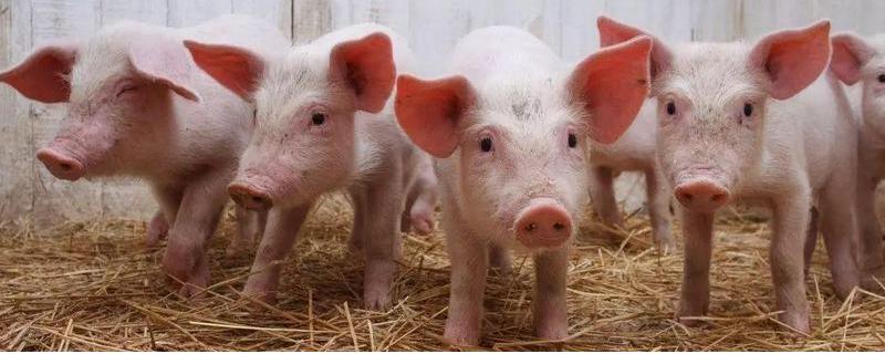 人工对猪授精的好处和坏处，人工授精可提高公猪的利用率