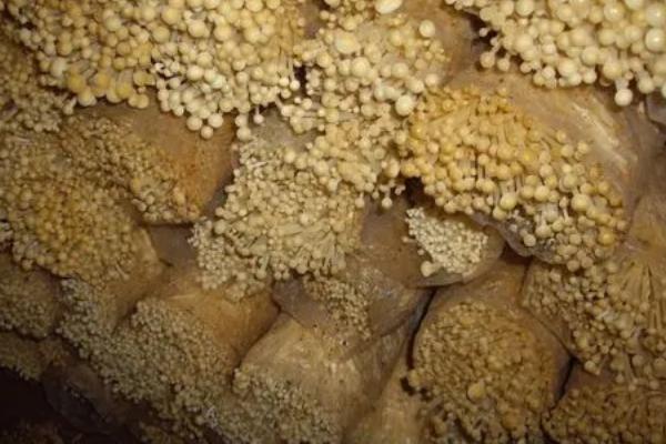 金针菇高产技巧，在低温条件下培育可提高品质