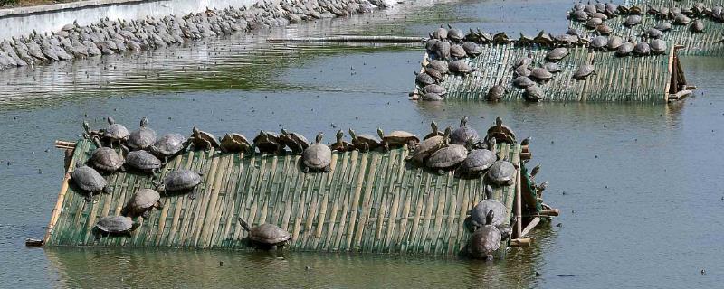 农村适合养什么水产，淡水虾、甲鱼、泥鳅等品种可考虑