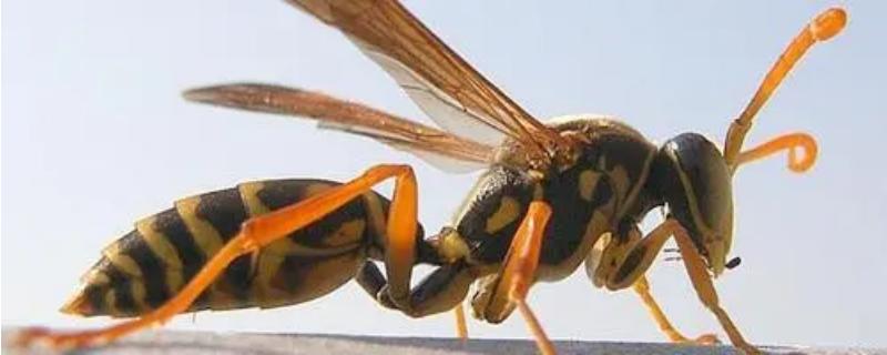长脚胡蜂简介，是常见的小型胡蜂