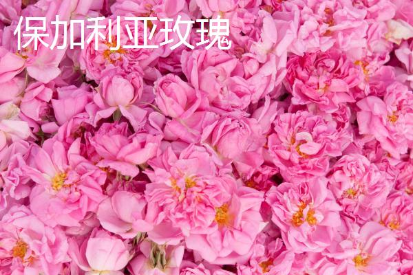 食用玫瑰怎么种植，嫁接繁殖具有较高的成活率