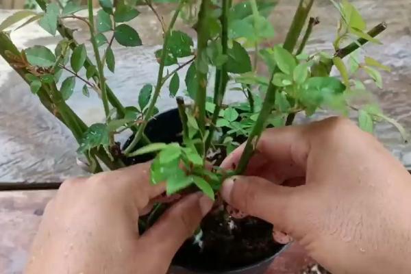 食用玫瑰怎么种植，嫁接繁殖具有较高的成活率