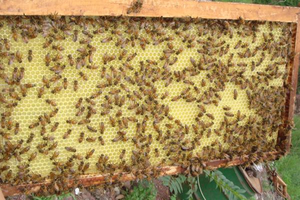 养蜂需要具备哪些条件，蜂场附近需具备充足的蜜源
