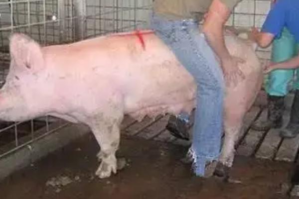 人工对猪授精的好处和坏处，人工授精可提高公猪的利用率