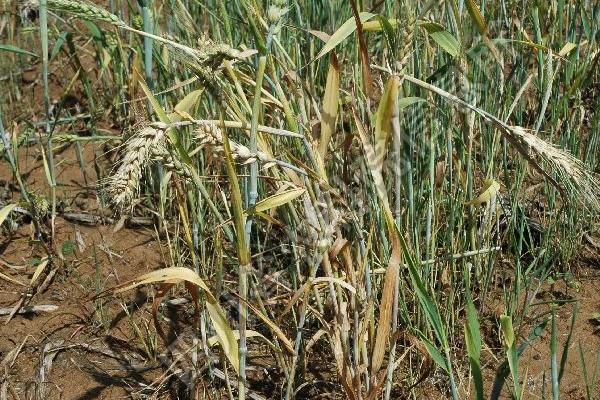如何防治小麦全蚀病，轮作倒茬可明显降低发病率